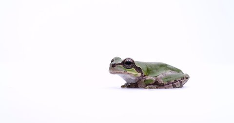 Video of a tree frog slowly turning on a white background.