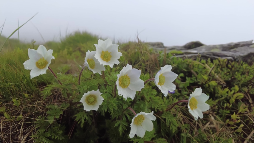 Mountain trail and bush alpine anemone in the highlands in rainy and foggy windy weather