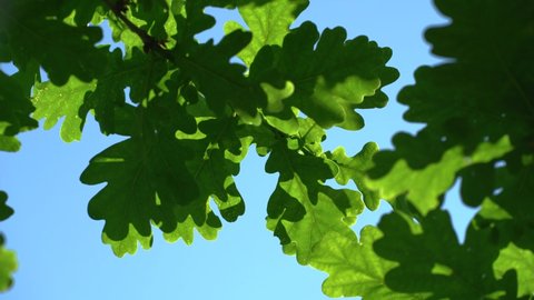 Green fresh oak leaves sway in the wind.