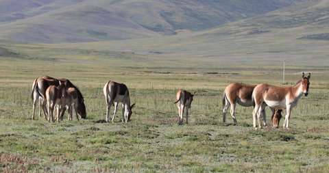 Wild equus kiang in alpine grasslands