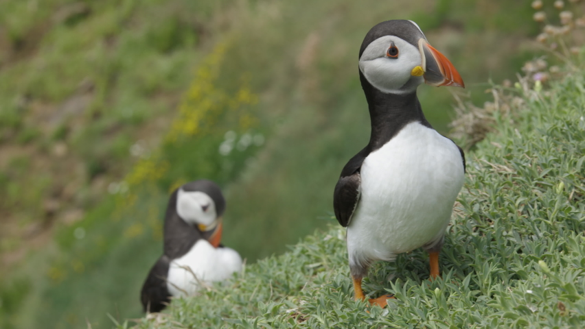 Atlantic Puffin or Common Puffin, Fratercula arctica, 