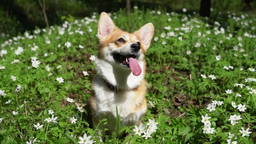 dog lies in meadow with white flowers in park, Corgi breed red hair with white