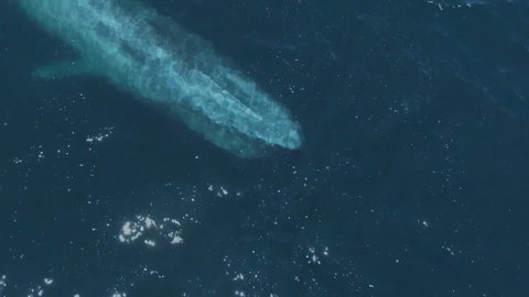 Aerial view of the Indian Ocean of the Blue Whale (Balaenoptera musculus) - the largest animal ever to exist on Earth.