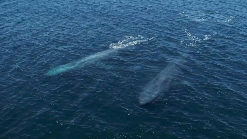 Aerial view of the Indian Ocean of the Blue Whale (Balaenoptera musculus) - the largest animal ever to exist on Earth. Royalty-Free Stock Footage #1075431428