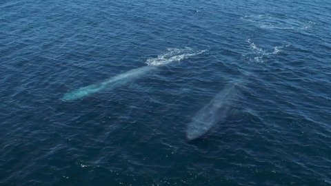 Aerial view of the Indian Ocean of the Blue Whale (Balaenoptera musculus) - the largest animal ever to exist on Earth.