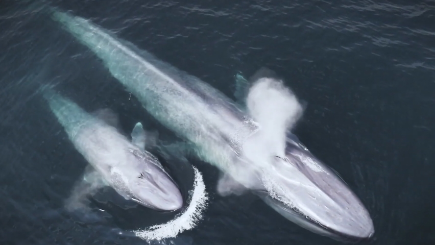 Aerial view of the Indian Ocean of the Blue Whale (Balaenoptera musculus) - the largest animal ever to exist on Earth. Royalty-Free Stock Footage #1075431449