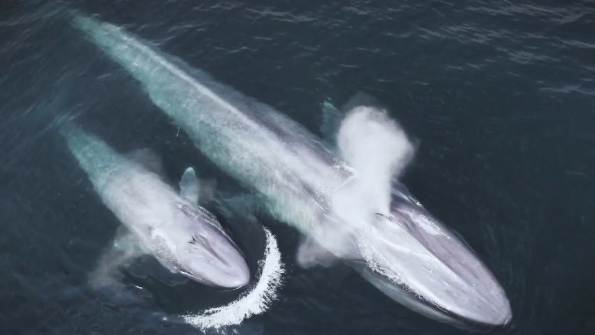 Aerial view of the Indian Ocean of the Blue Whale (Balaenoptera musculus) - the largest animal ever to exist on Earth. | Shutterstock HD Video #1075431449