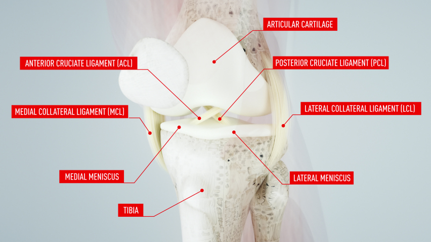 Complete Knee Anatomy, Medial Ligaments, Meniscus, Patella, knee joint, cruciate ligament  knee surgery, meniscus, hip, 3D render of human anatomy, 3d illustration | Shutterstock HD Video #1075434251