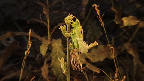 Male green katydid molting its skin.
Camouflage katydid in the nature on the leaves.
Amazingly camouflaged insect.
Closeup insects.
Insect, bugs, bug.
Animals, animal.
Wildlife, wild nature, forest