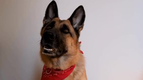 German Shepherd wears red bandana and smiles. Dog with bandage around its neck sits on white background and looks carefully ahead. Charming cute shepherd dog in costume.