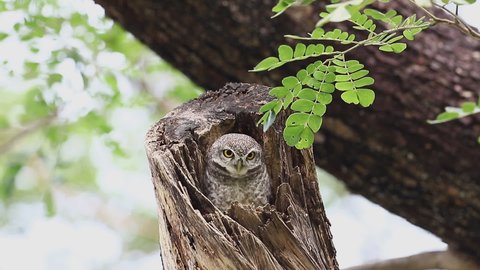 Owl, Spotted owlet (Athene brama) is a small owl which breeds in tropical Asia, pair living in the tree hole in nature