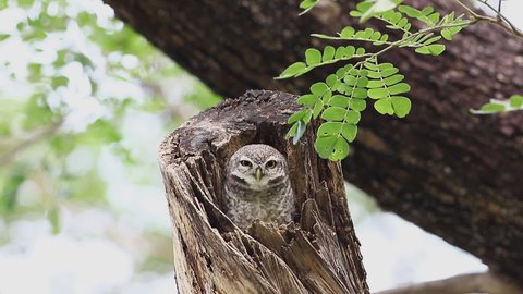 Owl, Spotted owlet (Athene brama) is a small owl which breeds in tropical Asia, pair living in the tree hole in nature