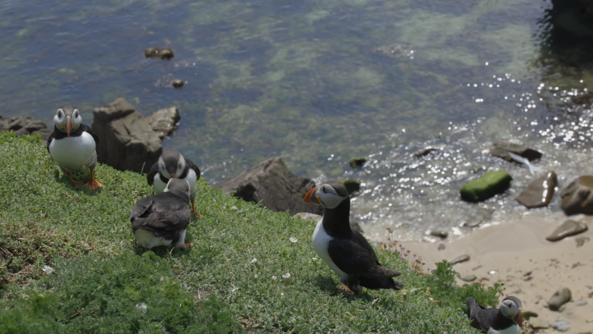Atlantic Puffin or Common Puffin, Fratercula arctica, 