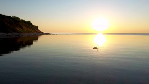 Close-up, tracking shooting of a swan on a sunny path, against the rising sun from the sea. Beautiful sea sunrise near the coast of the village of Krapets, Bulgaria. 4K
