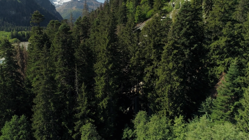 Aerial reveal to tall pine trees blue glacial winding river among high rocky mountains glaciers and forest. Dombay Cherkessia Russia beautiful natural untouched landscape. Summer sunny travel movie