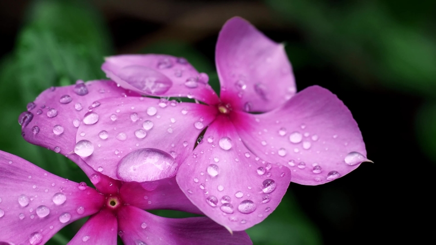 Madagascar Periwinkle 스톡 비디오 동영상 - 4K/HD 비디오 클립 | Shutterstock