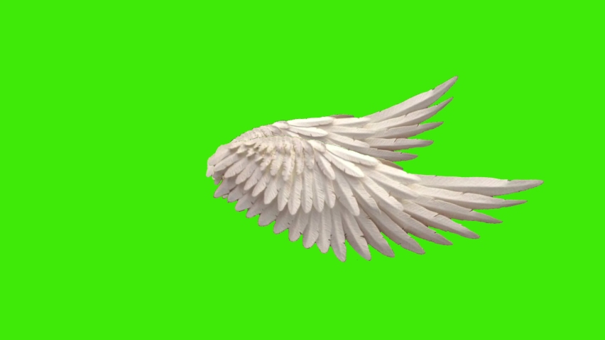 Real Angel wings green screen pack of three video , flying wings green screen , feather angel wings , golden angel wings, angel green screen ,green screen background  Royalty-Free Stock Footage #1075442909