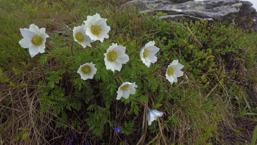 Bush alpine anemone sways in the wind in the highlands of the Ukrainian Carpathians.