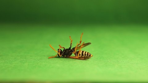 Wasp dying from an insecticide.
Pest Control.
European paper wasp ( Polistes dominula ) on a green background.
Insect deceased.
Dead Yellow wasp isolated.
Wildlife, wild nature.
insects, bugs, animals