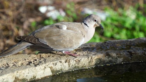 Mourning dove trying to drink water with a birds drinking water pot. Little dove drinking water in hot summer weather.