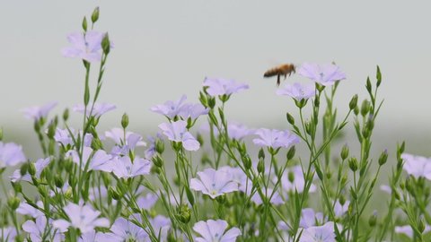 Closeup of a honey bee collects pollen from blue flowers blooming in a flax field