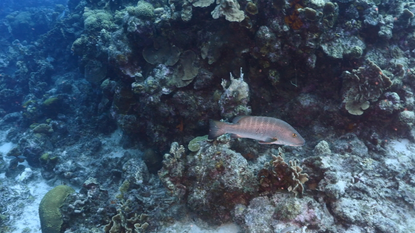 Seascape with Cubera Snapper in the turquoise water of coral reef of Caribbean Sea, Curacao
