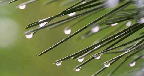 Macro photo Fresh, young, green spruce branches close-up with drops after rain.