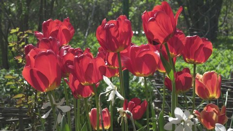 Dissolved red tulips in a garden on a summer plot on a sunny day, daffodil and red tulip sway from the wind in the garden