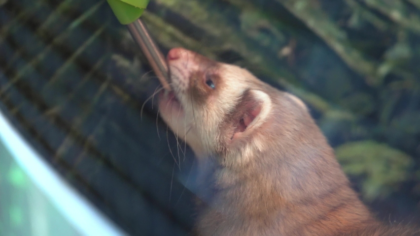 close-up, a ferret drinks water from a drinking bowl. (Mustela putorius furo)