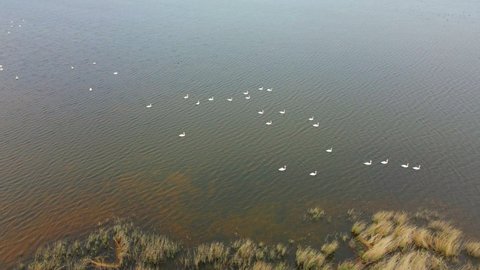 Flock of Wild Swans on the Lake at Horizonless Plain. Aerial View