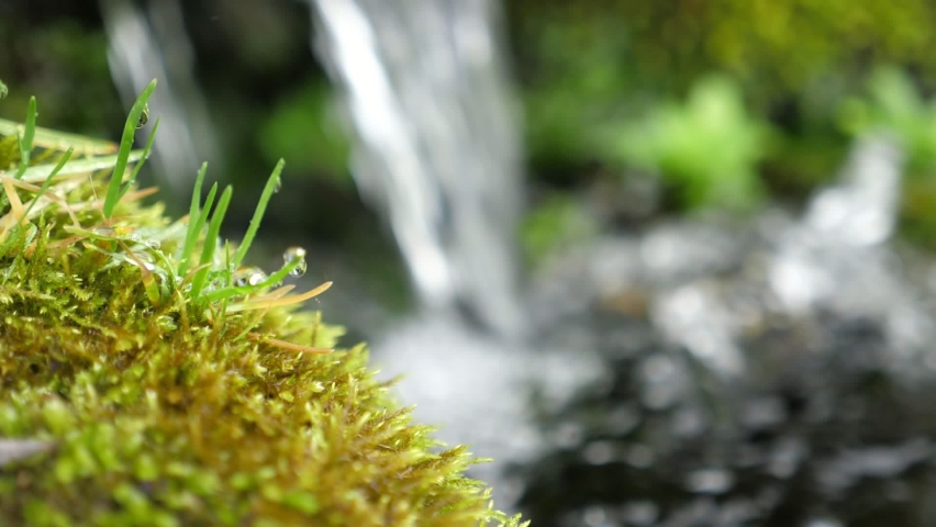Forest waterfall splashing into a fast river going among mossy rocks in a dark forest in summer 