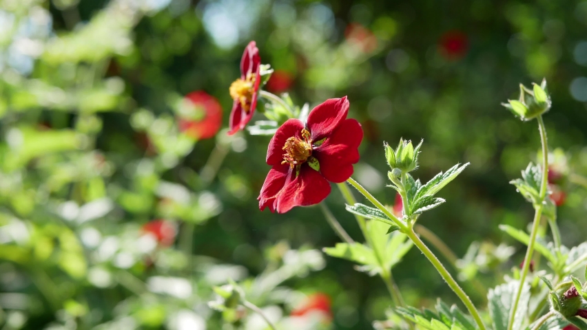 Bloodroot hybrid (Potentilla hybrida) in the garden. Red flower of potentilla hybrida in summer time. Medical plant.
