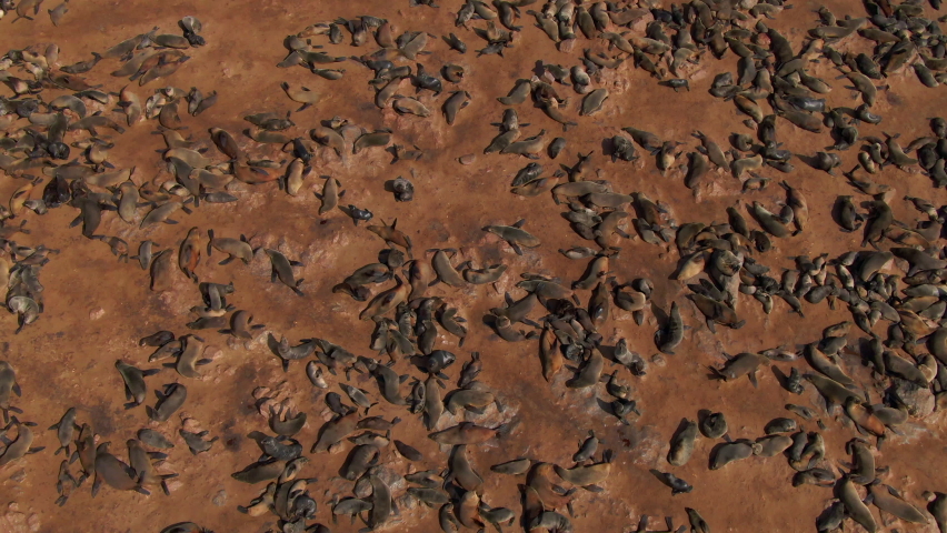 Aerial view of thousands of seals at the Cape Cross Seal Reserve on the Skeleton Coast in Namibia. Cape Cross is home to one of the largest colonies of Cape fur seals in the world. Royalty-Free Stock Footage #1075465979