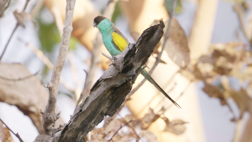 a male hooded parrot perched in a tree at pine creek in the northern territory of australia