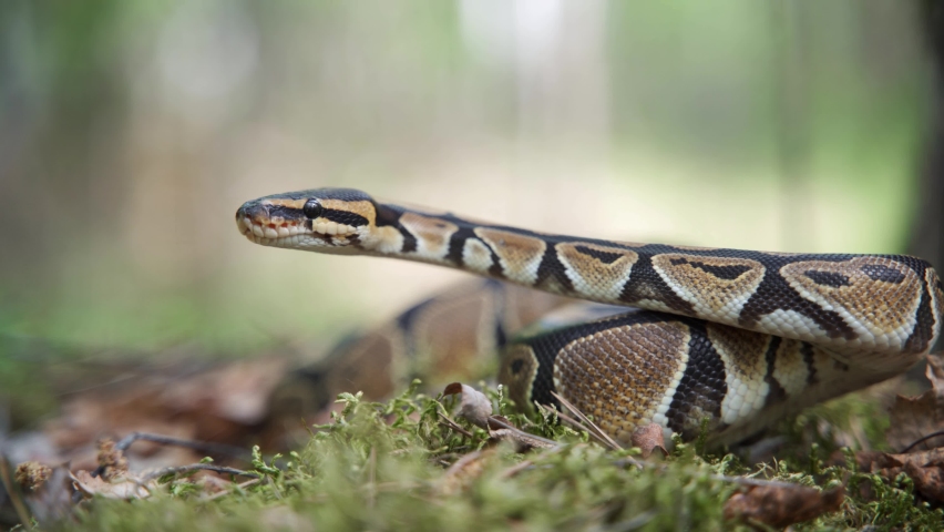 giant boa constrictor from dinosaur age