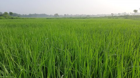 Green rice plant in field. Green paddy farm the rainy season. Indian rice farming. grain in paddy field concept. close up of  green rice field. Paddy field in blue sky background.