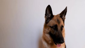 German shepherd sits on white background and looks attentively with its mouth open. 4K footage with dog, minimalism and nothing superfluous. Advertising of pet store and products for animals.