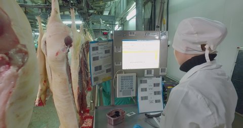 Female factory worker counts pig body at meat production Slaughterhouse. Pork production line. Modern meat processing Slaughterhouse. Livestock raising. Meat production industrial line. Slaughterhouse