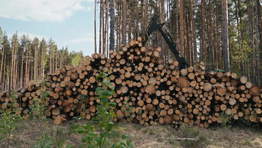 Zooming Out From Cut Trunks Of Logs In Stock In Forest While Timberland Deforestation. Tractor Puts Wood Trees In Stocks. Working Process In Timberland. Beautiful Stock In Timberland. Logging. | Shutterstock HD Video #1075476815