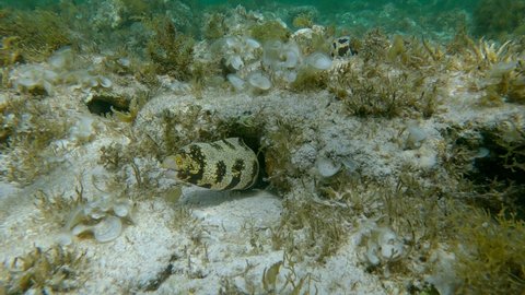 Moray eel peeking out of a burrow in a coral reef covered with algae. Snowflake moray or Starry moray ell (Echidna nebulosa). Slow motion