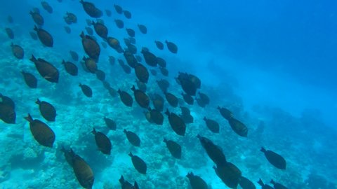 Large shoal of tropical fish Sailfin Tang is quickly swimming above coral reef in sun rays. Underwater life in the ocean. Slow motion, top view.