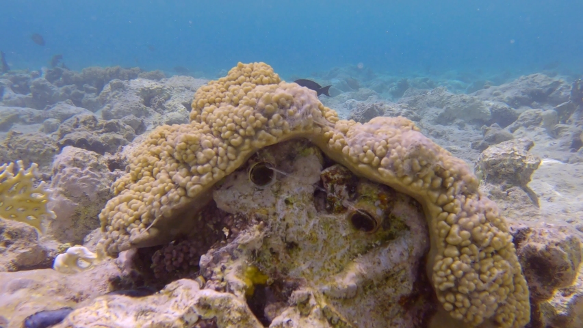 Coral reefs covered in spider webs from Caribbean worm snails (Petaloconchus spp). Sea web. Camera zooming