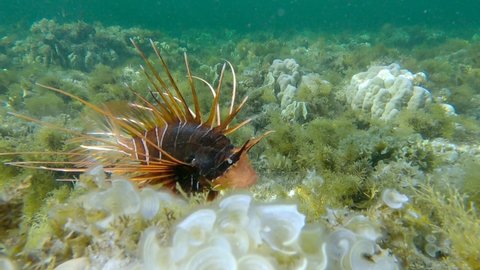 Radial Firefish or Red sea lionfish (Pterois radiata, Pterois cincta) swims above seabed covered with Peacock's tail (Padina pavonica), Brown algae (Sargassum sp.) and Red algae (Liagora viscida)