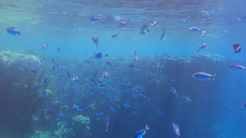 Shoal of Fusilier fish swims in the blue water near coral reef in mornind sunrays. School of Lunar Fusilier (Caesio lunaris). Slow motion