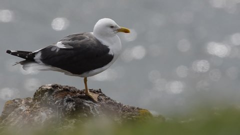 Great Black-backed Gull on a cliff, Larus marinus