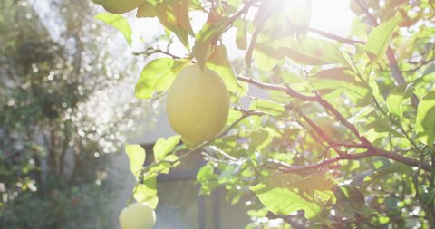Close up of lemon hanging from tree in sunny garden. nature, spring and summer concept.