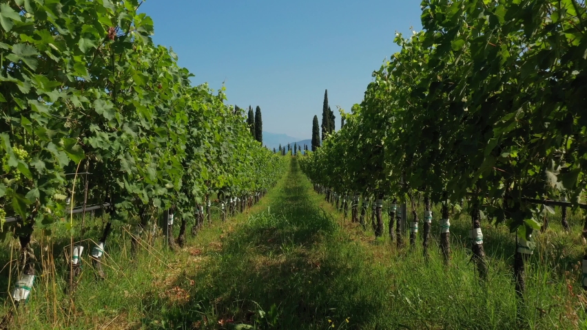 Slow flight between rows of vineyards in Italy. Smooth movement in the Italian vineyard plantations. Rows of Italian vineyards. Vine of grapes on the plantation. | Shutterstock HD Video #1075487342