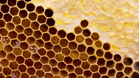 close up of honey wood wax frame honeycomb, 4k slow motion. Juicy golden frames with honey and lelinka as texture