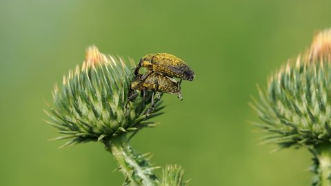 Weevil beetle mating on scotch thistle plant, Anthonomus sp