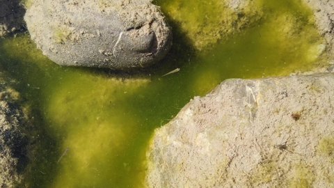 small newborn tadpoles swim in a pool of green standing water at the river's edge